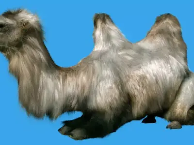 The camel 3D model