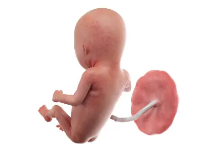 Fetus Week 14 Animated 3D model