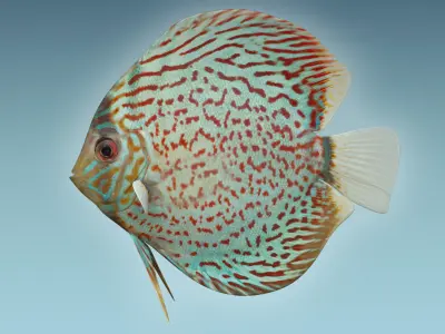 Discus Fish 4 3D model
