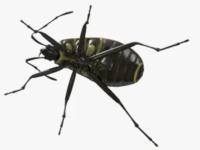  Pyrrhocoris Apterus Bug Yellow Black 