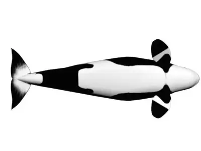 Killer Whale 3D model