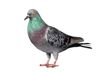 Pigeon Bird Low-poly 3D model