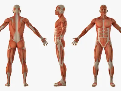 Anatomy Male Muscular System Rigged for Cinema 4D 3D model