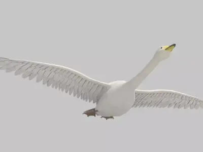 white swan 3D model