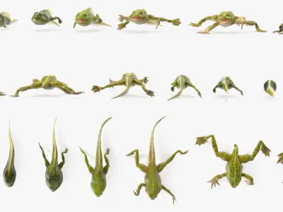 Frog Life Cycle Stages Rigged 3D model