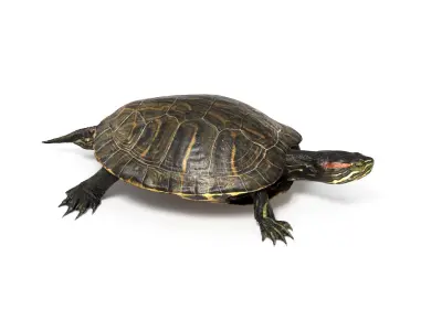 Aquatic Turtle Rigged 3D model