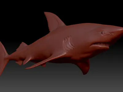 shark great 3D model purchase