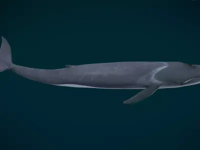  Fin Whale Animated Low-poly 3D model