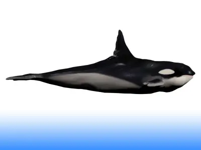 Killer Whale Rig 3D model