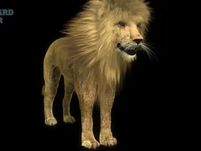Lion 3D 3D model