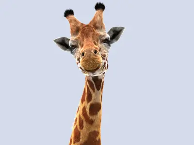 Giraffe (2) (ANIMATED) (FUR) 3D model
