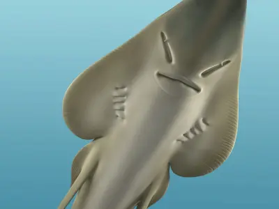 Halavi Guitar fish 3D model