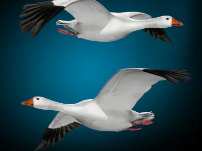 Goose 3D model buy