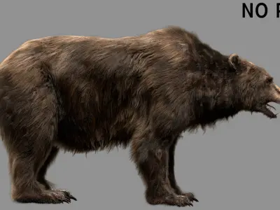  Bear (Fur) (Rigged) 