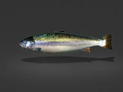 Norwegian Salmon Low-poly 3D model