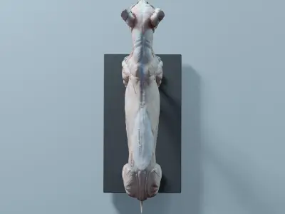 Lion Anatomy 3D model
