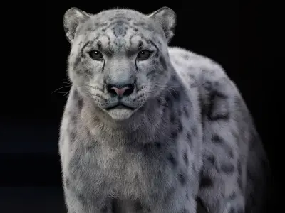 Snow Leopard 3D 3D model purchase