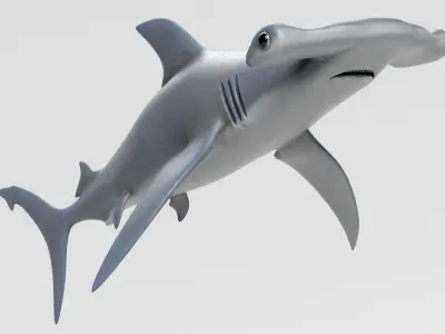 Hammerhead Shark 3D model shop