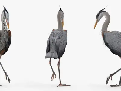 Grey Heron Standing on One Leg 3D model
