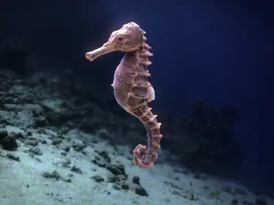 Seahorse 3D model 5