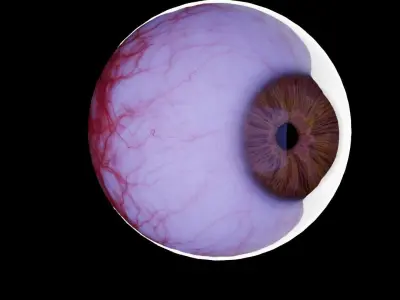 Realistic eye 3D model
