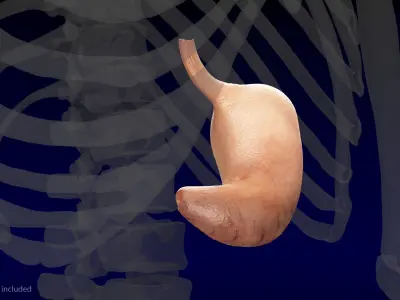  Human Organs Collection 2 