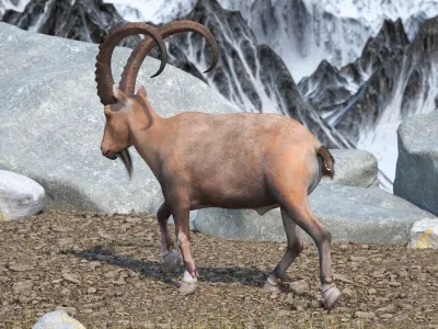Alpine Ibex in Walking Pose 3D model