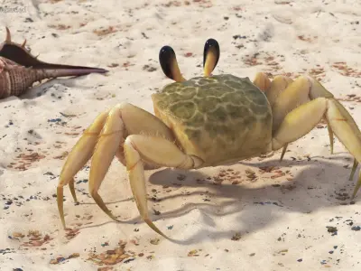  Ghost Crab Crustacean Beige Moving Pose Fur 