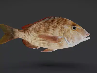 Emperor fish - Lethrinidae Animated 3D model