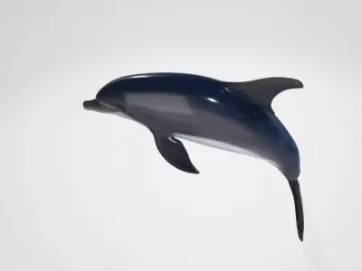 Dolphin 3D model purchase