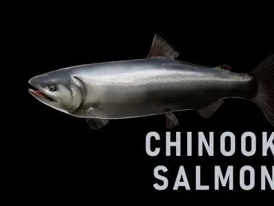 Animated Freshwater Fish Low-poly 3D model