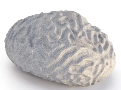 Coral Reef Collection 3D model