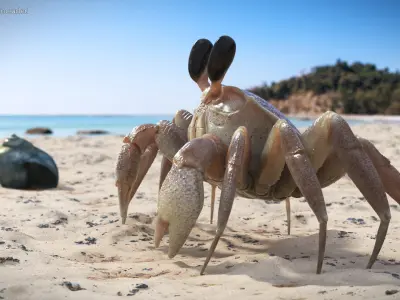  Atlantic Beach Crab Looking Pose Pink Beige 