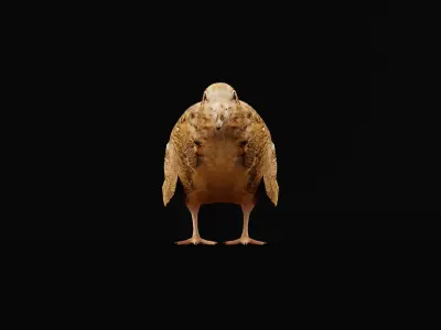 Woodcock Wading Bird Low-poly 3D model