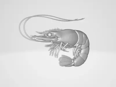 Shrimp 3D model