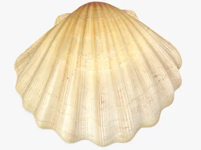Sea Shell 2 3D model purchase