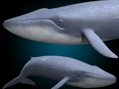 Blue Whale 3D model get