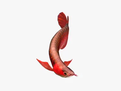 3D Arowana fish Low-poly 3D model