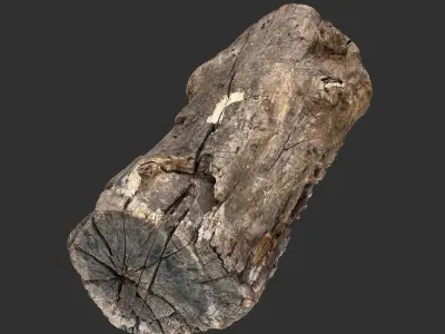 3d scan of Tree trunk 3D model