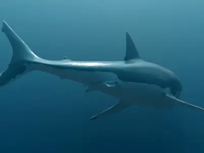 Great White Shark Low-poly 3D model 6
