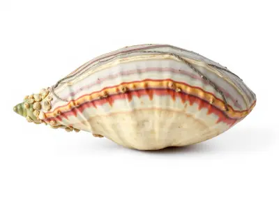 Vibrant Giant Clam Shell Model with Detailed Texture Low-poly 3D model