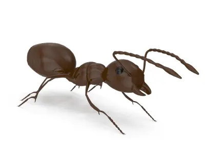 Ant Model chocolate 3D model