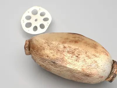Lotus Root 3D model purchase