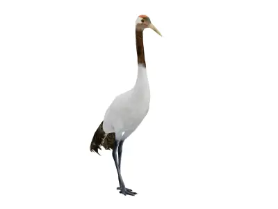 Red Crowned Crane Bird Low-poly 3D model purchase