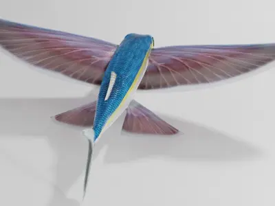 Flying Fish - Clean Mesh Low Poly 3D model