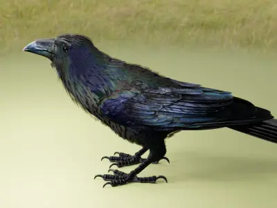  RAVEN-BLENDER 