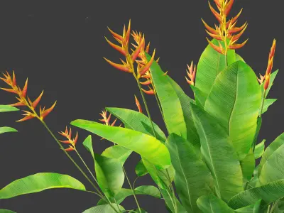 Heliconia metallica - Shining bird of paradise 3D model