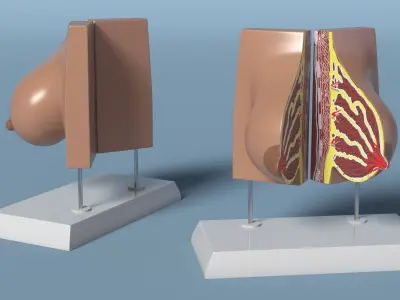  Female Breast Anatomy Model Pre-Pregnancy 