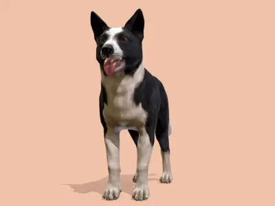 Dog - Border Collie 3D model