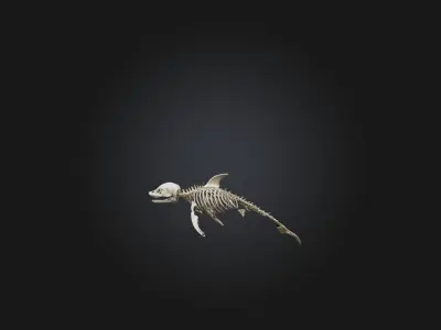 Realistic Dolphin Skeleton Model Low-poly 3D model